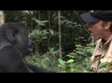 Gorilla Reunion: Damian Aspinall's Extraordinary Gorilla Encounter on Gorilla School Gorilla Reunion: Damian Aspinall's Extraordinary Gorilla Encounter on Gorilla School