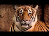 WWF - Der Tiger - die größte Raubkatze der Erde WWF - Der Tiger - die größte Raubkatze der Erde