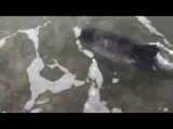 Dog Saves Baby Dolphin on Criccieth Beach Dog Saves Baby Dolphin on Criccieth Beach