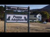 Budweiser USA: Super Bowl XLVIII Commercial | "Puppy Love" Budweiser USA: Super Bowl XLVIII Commercial | "Puppy Love"