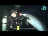 intelligentes Verhalten der Tiere - Delfin bittet Taucher um Hilfe intelligentes Verhalten der Tiere - Delfin bittet Taucher um Hilfe