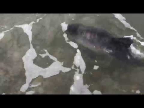 Dog Saves Baby Dolphin on Criccieth Beach Dog Saves Baby Dolphin on Criccieth Beach