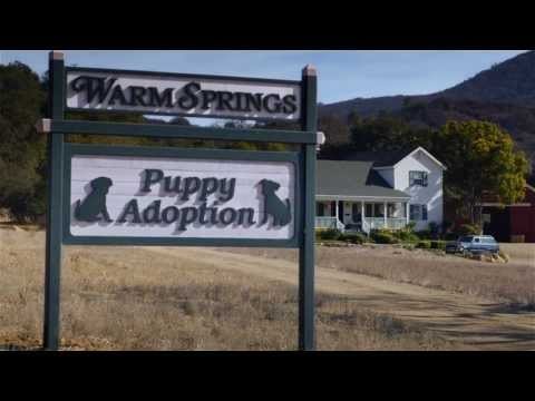 Budweiser USA: Super Bowl XLVIII Commercial | "Puppy Love" Budweiser USA: Super Bowl XLVIII Commercial | "Puppy Love"