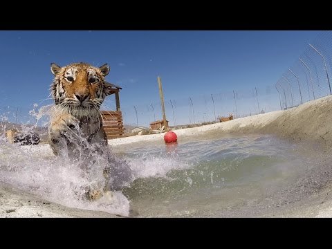 Rescued tigers swim for the first time Rescued tigers swim for the first time