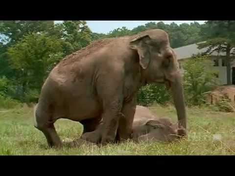 Shirley and Jenny: Two Elephants Reunited After More Than 20 Years Shirley and Jenny: Two Elephants Reunited After More Than 20 Years