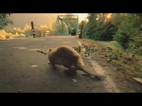 Bridgestone - Beaver-Super Bowl Commercial Bridgestone - Beaver-Super Bowl Commercial
