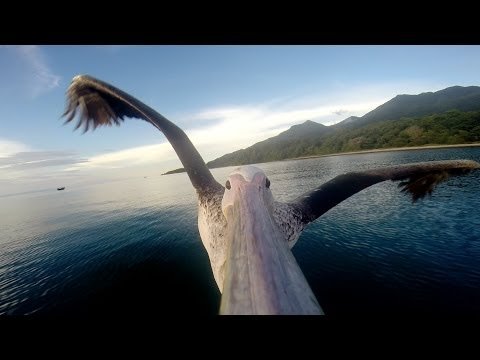GoPro: Pelican Learns To Fly GoPro: Pelican Learns To Fly
