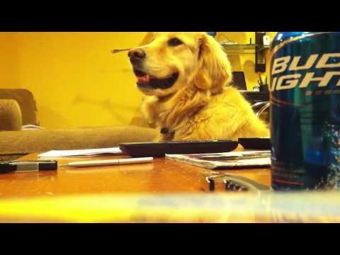 Golden Loves Guitar !! Golden Loves Guitar !!