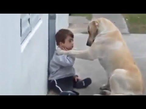 Hund kümmert sich liebevoll um kleinen Jungen mit Down-Syndrom Hund kümmert sich liebevoll um kleinen Jungen mit Down-Syndrom