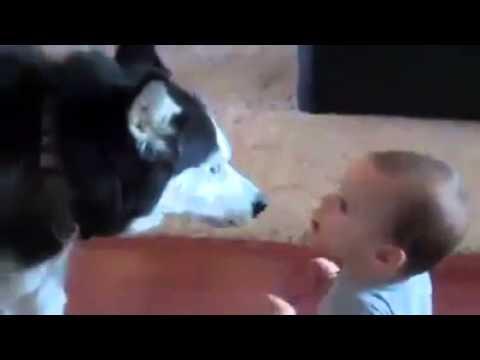 Dog imitates baby Dog imitates baby